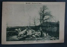 CARTOLINA MILANO - PINACOTECA DI BRERA: ALL'ABBEVERATOIO PITTORA CARLO 1916