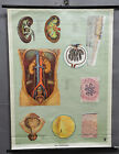 anthropology medical vintage rollable wall chart poster urinary system