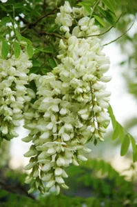 Robinia Pseudoacacia Tree 50 Seeds Fragrant Cold Hardy Black Locust - Picture 1 of 8