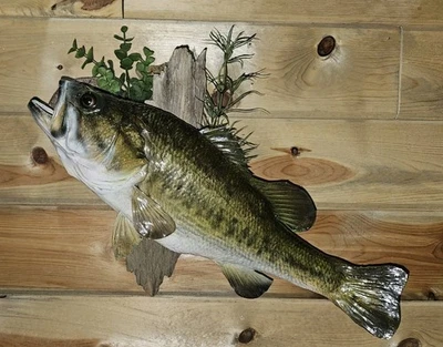 New Largemouth Bass Real Skin Wall Mount Taxidermy 19" Driftwood  Cabin Decor - Image 1 of 4