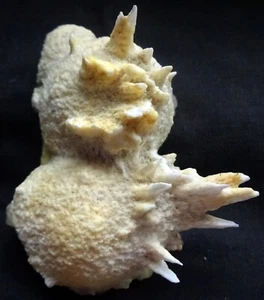 APOPHYLLITE CRYSTALS ON CORAL CHALCEDONY MATRIX MINERALS SPECIMENS - Picture 1 of 4