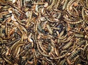 Insectivore Blend for Birds and all insectivores - Picture 1 of 2