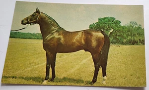 1960er POSTKARTE HENGST ROUGH 'N TUMBLE OCALA STUD FARMS FLORIDA'S FÜHRENDER VERERBER - Bild 1 von 2