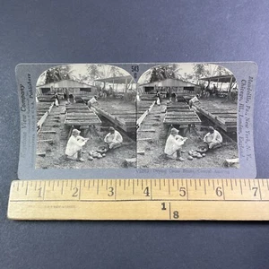 Sortierung Kakaobohnen in Britisch Westindien Stereoview Antik um 1920 Y6117 - Bild 1 von 5