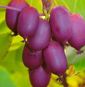 KIWI Purpurna Sadowa weiblich 2L - Kennzeichnet die violette Farbe der Frucht - Bild 1 von 4