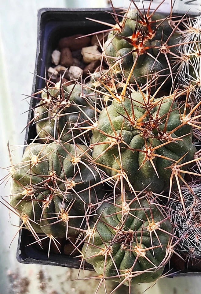 Acanthocalycium thionanthum TB1099.1 Yasyamayo Tucuman Argentina - Image 1 of 1