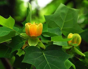 Liriodendron Chinense - 25 Seeds - Chinese Tulip Tree - Picture 1 of 1