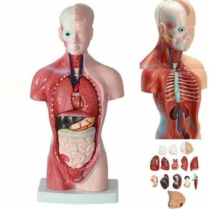 Modelo de anatomía de 28 cm 11 pulgadas torso humano cuerpo corazón cerebro PVC esqueleto 15 piezas CE - Imagen 1 de 15