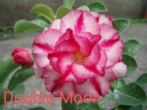 Adenium seeds - Picture 1 of 2