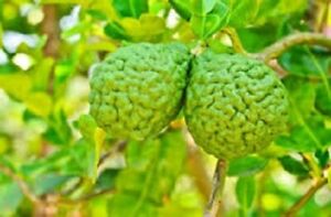 Bergamot Essential Oil 100% Pure & Natural Undiluted up to 8 oz..5-10% off