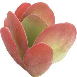 Kalanchoe Flapjacks Paddle Plant Thyrsiflora Succulent (2'' or 4'' or 6'') - Picture 1 of 20