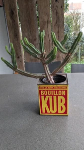 Alte quadratische Blechdose, groß, KUB Bouillon, 50iger Jahre - Bild 1 von 7