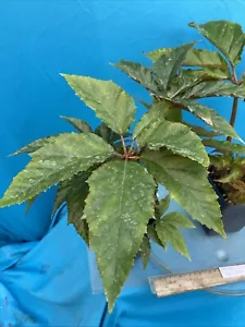 Begonia carolineifolia Species Palmate Leaves Red Stems Houseplant 4” Pot - Picture 1 of 14