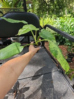 PHILODENDRON JOSE BUONO Live PLANT Variegated Aroid Variegata 3" Pot 5 Leaves  - Image 1 of 4