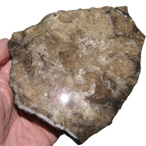 rle PETRIFIED TULE SLAB , CALIF., EXCELLENT! 6 x 4.5" x 0.24 fossil RARE! - Picture 1 of 3