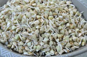 BUCKWHEAT SPROUTS 300 SEEDS MICRO GREEN HEALTH - Picture 1 of 1