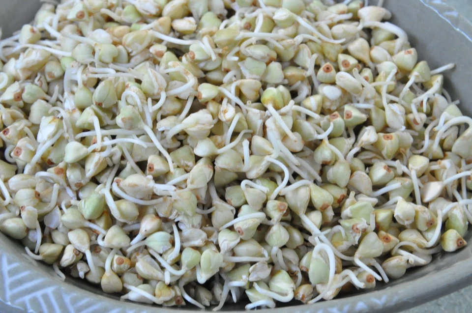 BUCKWHEAT SPROUTS 300 SEEDS MICRO GREEN HEALTH - Image 1 of 1