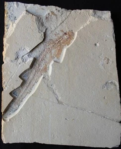 Shark - Natural Uncut Excellent Preservation & Color + Shrimps - Fossils Lebanon - Picture 1 of 6