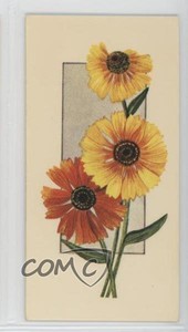 1977 Carreras Craven Black Cat Flowers All the Year Round Tobacco Helenium 2p7