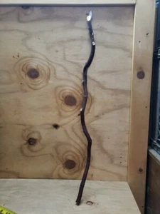 33" Red Manzanita branch #12 - Picture 1 of 4
