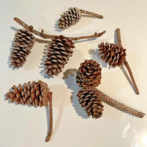 Dekorative Tannenzapfen 3" - 4" lang Loblolly Baum Hochzeitsdeko Kränze Tannenzapfen - Bild 1 von 6