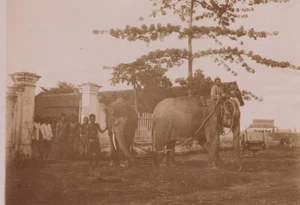 CAMBODGE Photo 1890 éléphant du roi en laisse Phnom-Penh Indochine Asie Cambodia - Picture 1 of 2