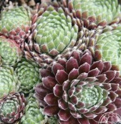 Allison Succulent Hens & Chicks Live Plant In/Outdoor Houseleek - 2-PACK  4" Pot - Image 1 of 2
