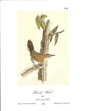Bewick's Wren Vintage Bird Print Picture John James Audubon ABOA#126