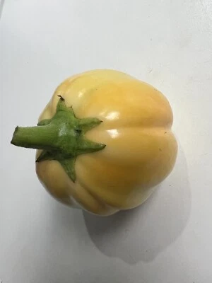 Thai Eggplant, African Eggplant Seeds, 15 Seeds - Image 1 of 2