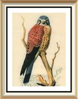 Original 77+yr Old Lithograph KESTREL Bird Wall Art Print by CHARLES TUNNICLIFFE
