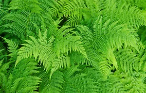 LADY FERN 1003 SPORES (SEEDS*) FILIX FEMINA, COLD HARDY, LARGE UP TO 3' TALL - Picture 1 of 10