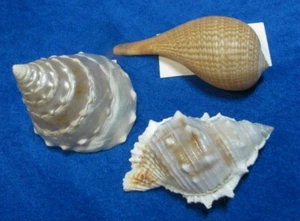 Indopazifik Ficus gracilis 89mm, Bufonaria rana 30mm, Trochus 73mm. Lot N.262 - Bild 1 von 3