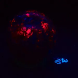 Fluorescent Calcite and Fluorite AZ Large 86mm Sphere for Collection 5372 - Picture 1 of 11
