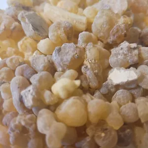 Incense Church Tear Scent Boswellia Sacra Tree Natural Gum Resin Burnable Aroma - Picture 1 of 15
