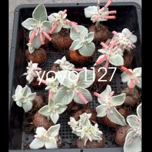 3 pezzi pianta succulenta 3-5 cm Sinningia leucotricha decorazione giardino boutique tuberroot - Foto 1 di 6
