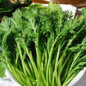 3,000+Garland Chrysanthemum seeds Shungiku,,Tong Ho,Free Shipping,US SELLER!! - Picture 1 of 4