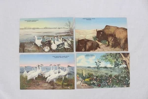 Lotto 4 cartoline vintage fauna selvatica La casa di ieri Nebraska inutilizzate bisonte - Foto 1 di 4