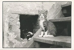 Photo Illustrator Thierry Colin Kittens 1984 Cat - Picture 1 of 2