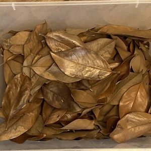 1 Pound Approx Of Magnolia Leaves Pet Reptile Frog Isopods Natural - Picture 1 of 3