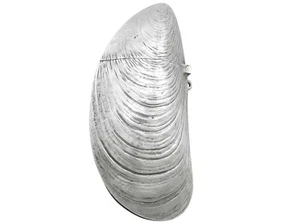 Antique French Silver 'Mussel' Vesta Case 1890s - Picture 1 of 10