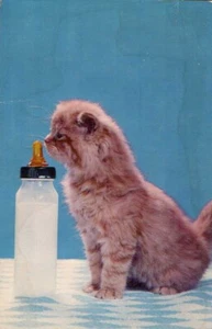 Chrome Postcard Kitten Baby Bottle I'll Take Mine From a Saucer UNP Kitten - Picture 1 of 2