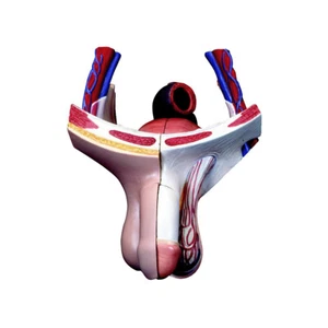 3B Scientific Spare male genitals set, 4 parts Anatomical Model Anatomy XB019 - Picture 1 of 1