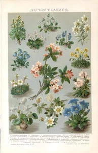 ALPINE PLANTS........Print...1894 - Picture 1 of 1