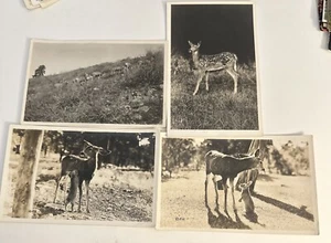 Animal Postcards Deer Rabbits RPPC Real Photo Lot Of 4 - Picture 1 of 6
