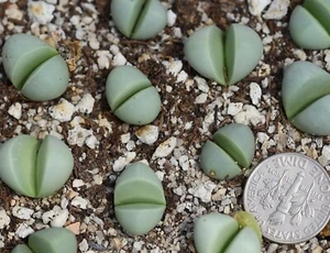 Plant -one- Argyroderma delaetii - Picture 1 of 3