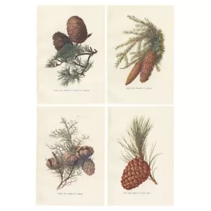 Set of 4 Vintage Prints of Pine Trees and Pine Cones, Cedar of Lebanon - Picture 1 of 5