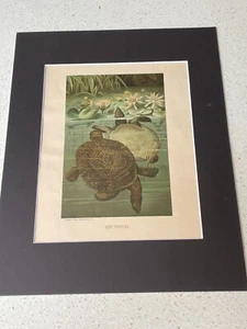 Chromolithograph Circa 1880's L. Prang/Selmar Hess - SOFT TURTLES - Picture 1 of 7