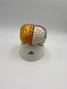 Modelo de cerebro neuroanatómico humano 3B Scientific C22, 8 partes C22 - Imagen 1 de 5