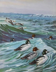 vintage 40s print, old squaws and Golden Eyes by Walter Weber - Picture 1 of 1