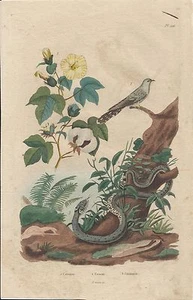 AQUARELLDRUCK_E. GUERIN_ NATURWISSENSCHAFTEN _ERSTES 19. JAHRHUNDERT_ KUCKUCK PL. 126 - Bild 1 von 1